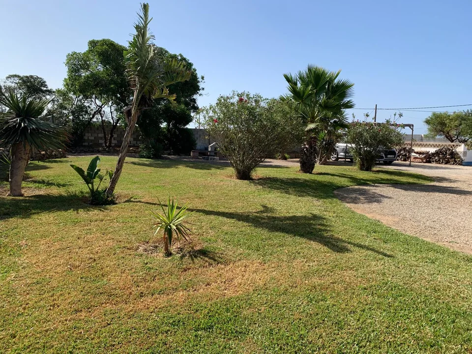 Zona de césped y palmeras del jardín de Villa Matilde